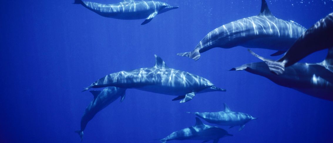 delfine-beobachten-azoren